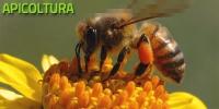 Apicoltura
