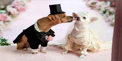 Wedding planner per animali